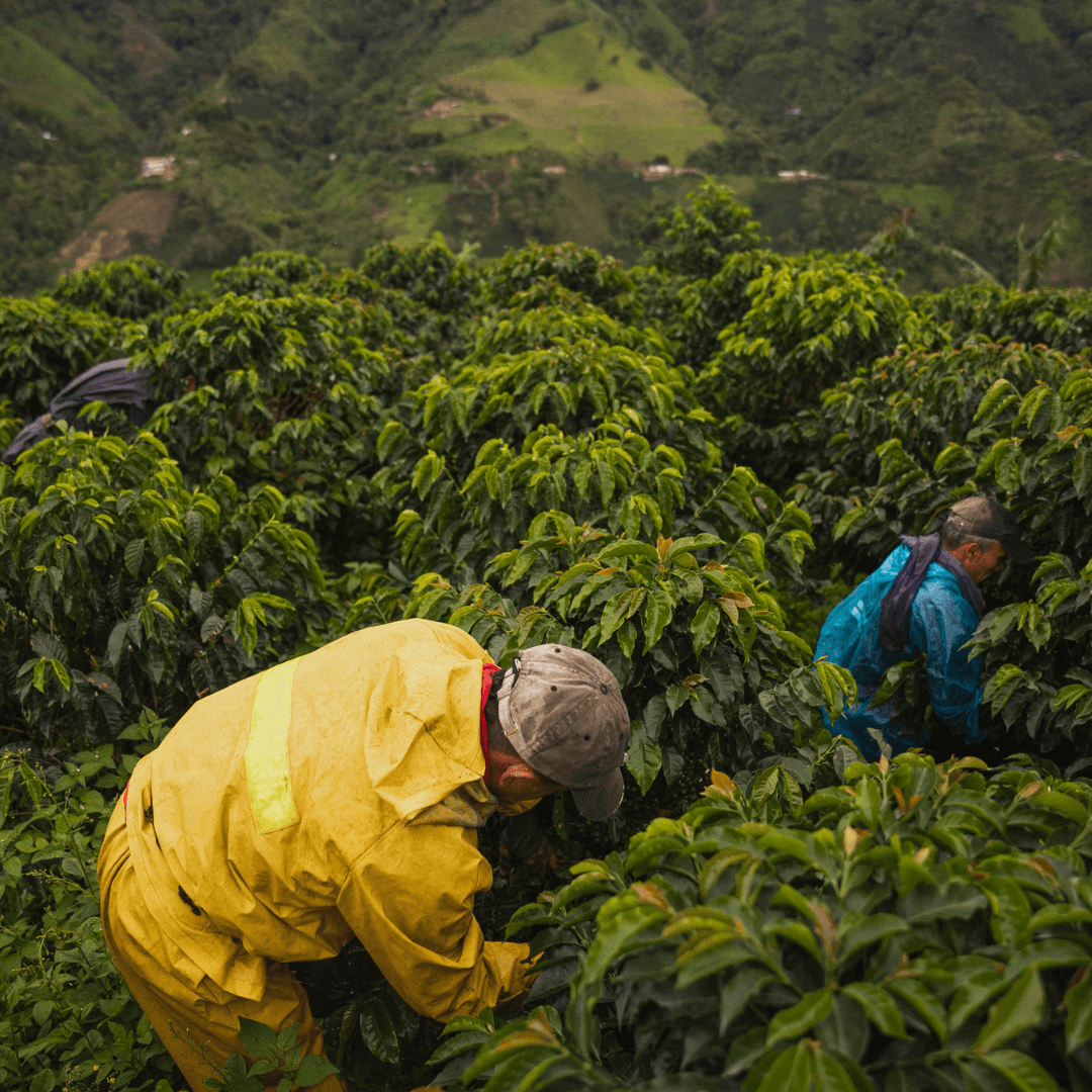 Origin beans - Which is the best coffee?